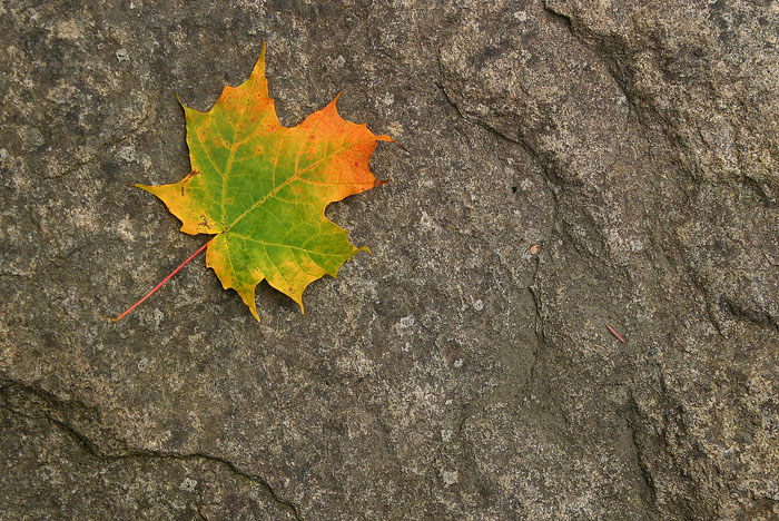 A single leaf, clothed in vivid lime green, banana yellow, and a tip of firey orange, finds its rest upon a textured grey rock. 