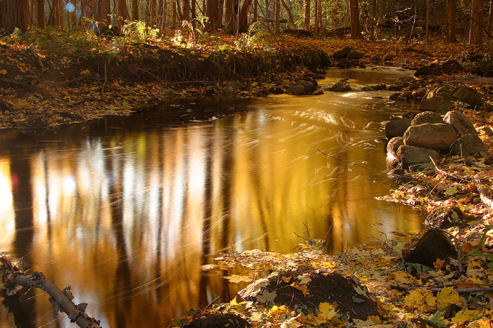 Golden fall color saturates a forest scene, with a rich stream steadily flowing towards you. Fallen leaves ride the surface of the swift water.