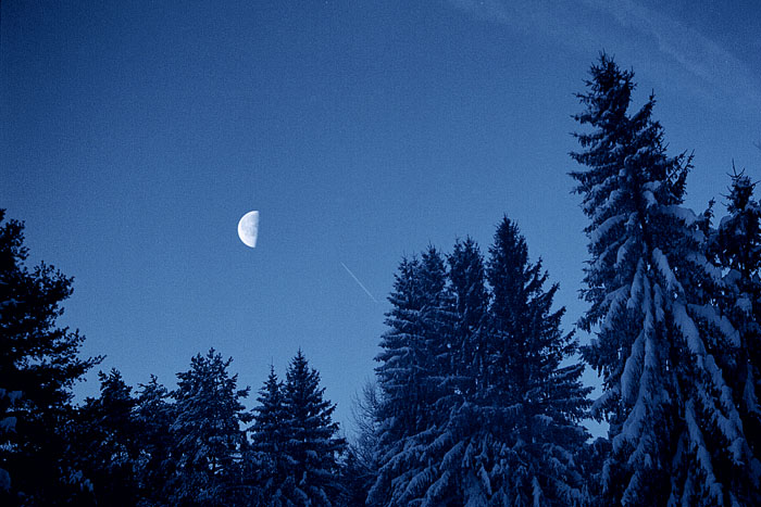 A half moon casts it's pre-dawn glow over a still, deep blue landscape, with pine trees heavily laden with a thick blanket of snow.